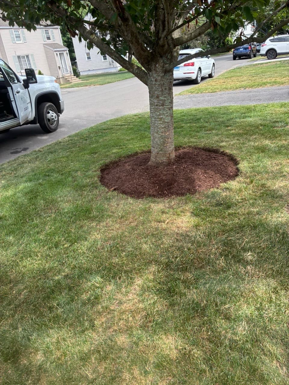 Fresh circular mulch ring with a crisp edge around a mature tree